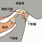 顎関節のしくみ